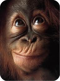 singe-regard