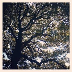 1620862_10204627017980578_7245173016369496884_n