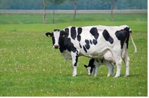 Vache et veau2