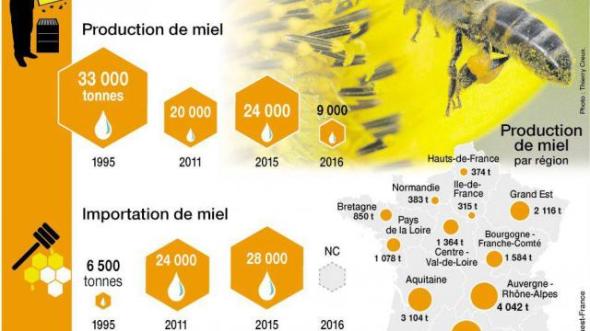 notre-dossier-mais-qu-arrive-t-il-nos-si-cheres-abeilles